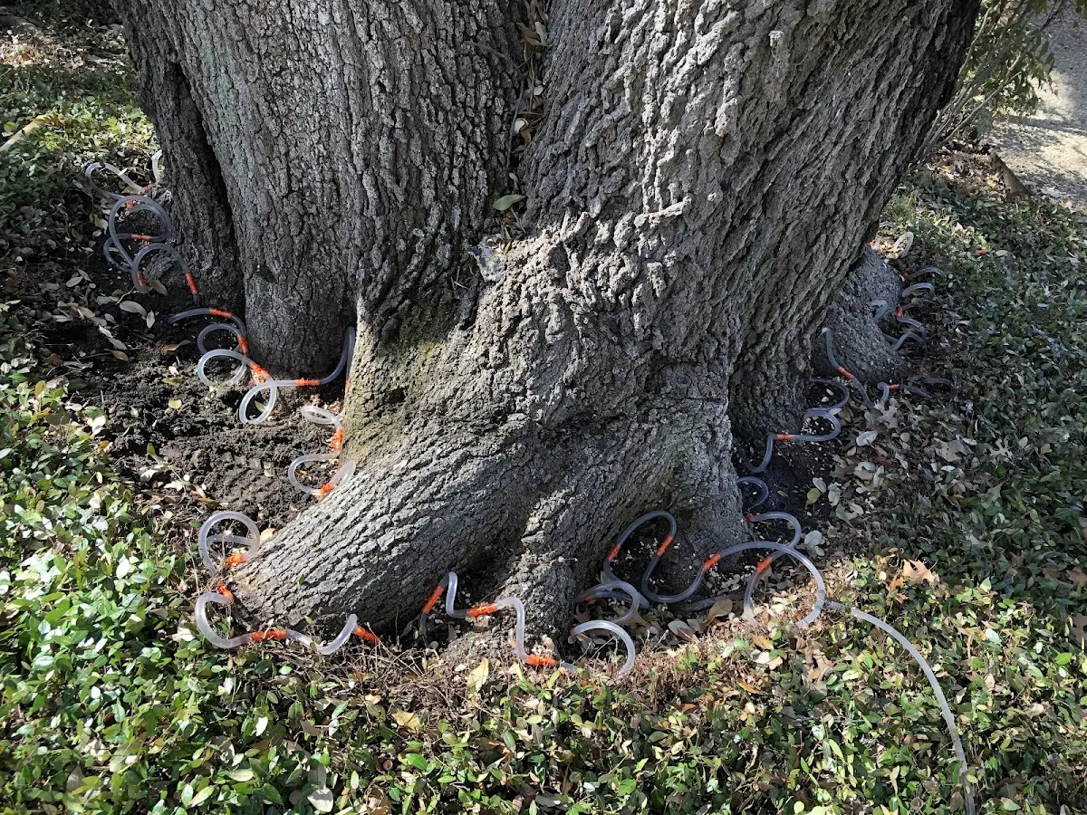 Detailed Tree Cabling and Bracing job site in Grandin