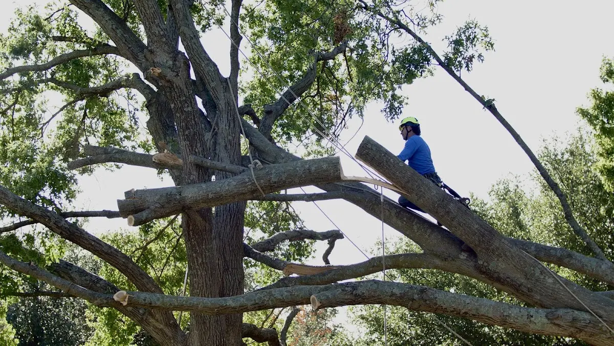 Professional Hazardous Tree Removal performed by certified arborists in Grandin
